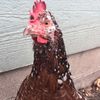birdie_avius