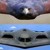 eagle..001