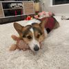henryshoodie