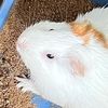 ratagent