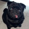 _maxthepugg_