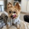 pumpkin_the_morkie