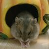 fluffymylittle