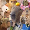 2021.account_capybara
