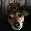 andybo01
