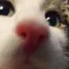 kittygod_cn0