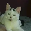 ambrski