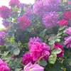 _anamtariq_