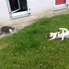 delphinetessier0