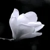 4_or_6