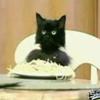 iamspaghetticat