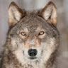 iwolf000