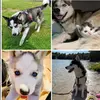 siberian_huskys