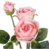 edilenesousa61