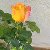 user196549378