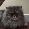 cocolepatissier