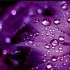 double_dutchwave247
