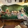 yorkie65