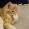 _leo_753
