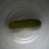 greenpicklegurl