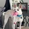 mychihuahuanacho