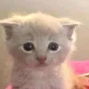 glgqqe