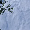 tlax30.4