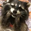 sirtrash