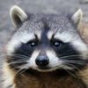 the_sly_racoon