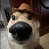 tj_paia