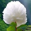 zarghun_afridi