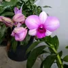 mairacrispereira