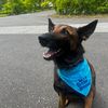zeke_the_malinois
