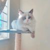 lorenzo_the_ragdoll
