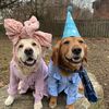 motherofgoldens15