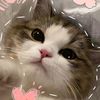 cutecatungil