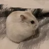 marsvin.hamster.hund