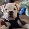 chapoeloldebulldog