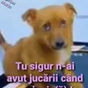 dolniceanucristi
