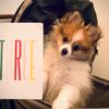 nyc_pompom