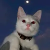 _pprinx
