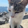 ララランド