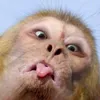 impossible_baboon