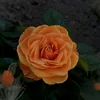 tracyrandles1