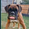 peggytheboxerandthegang