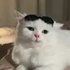 chi_e_f