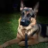 shelby_thegsd