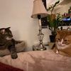 wonderfullifecats