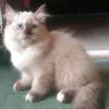ari_harus99