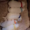 chellypelly77